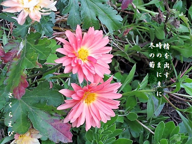 IMG_1703huyu2blog46.jpg