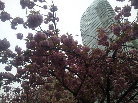 八重桜その3