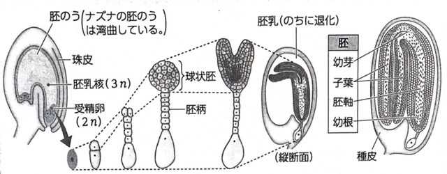 生物 植物の発生 | とある大学生の成長日記 - 楽天ブログ