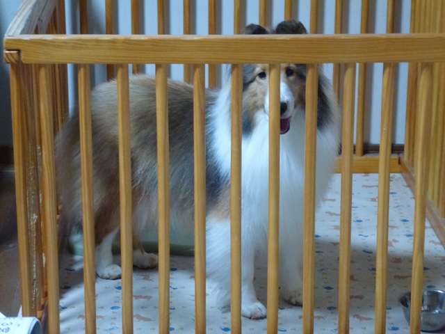 P1010012 - コピー.JPG