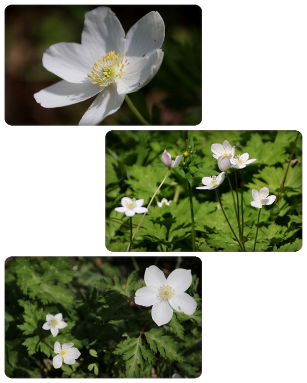 樹木公園-24 イチリンソウ・ニリンソウ 16.4.20