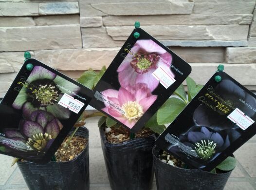 rblog-20140303181450-00.jpg