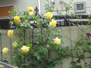 DSC05270.jpg