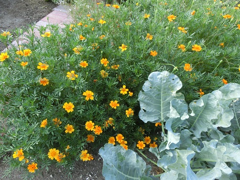 マリーゴールド