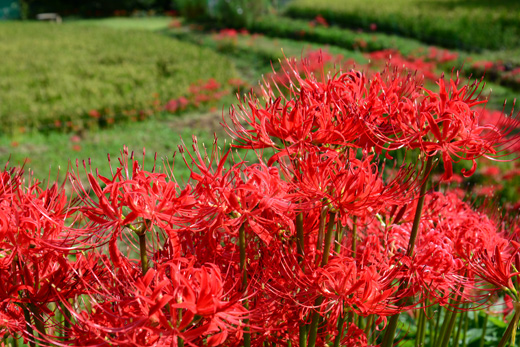 DSC_0071.jpg