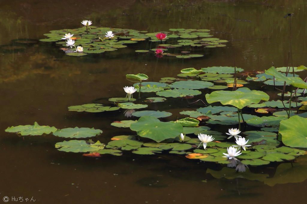 ３ ５１２ー奈良滝谷菖蒲園その１０ Huちゃん 写真日記 楽天ブログ