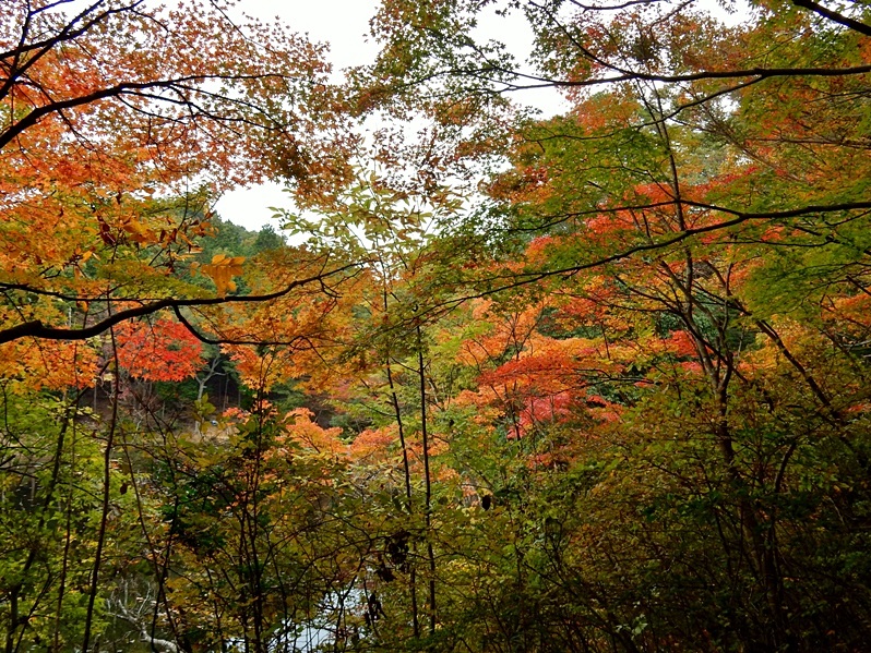 洞川湖畔の紅葉3.JPG