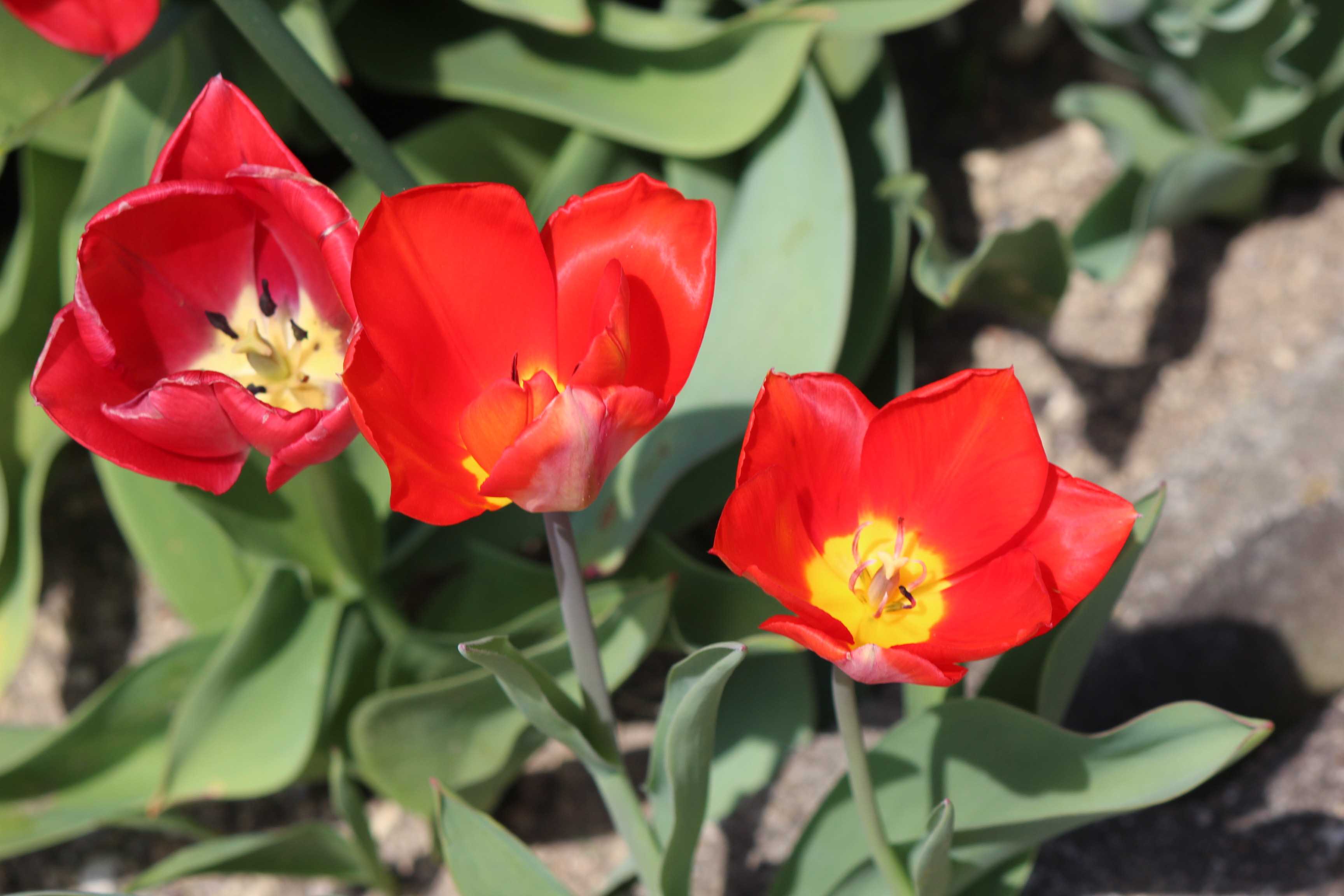 チューリップ2 つれづれ日記 楽天ブログ