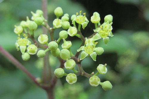 ノブドウ（野葡萄）の花