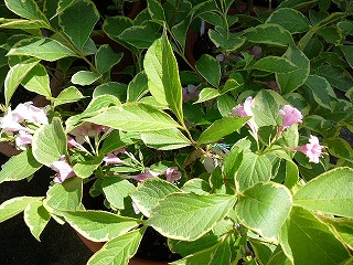 P1290687ss.jpg