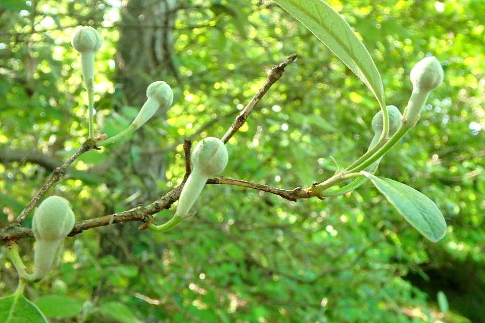 蕾から花 花から実へ フェイジョア トキワヤマボウシ サンシュユ レモン ほか 半田山植物園 楽天版じぶん更新日記 楽天ブログ