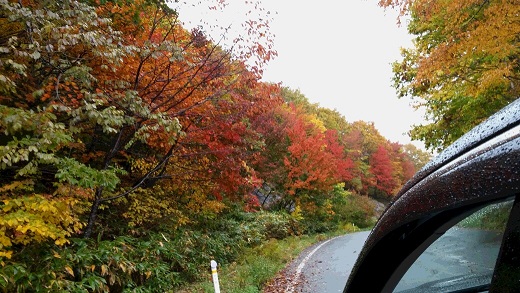 小岩井農場紅葉.jpg