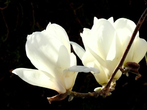 モクレン科の紫モクレンとハクモクレン コブシ シデコブシ 素晴らしいお花と した話題に恵まれたこの頃です 三田のいのしし 見て歩き日記 楽天ブログ