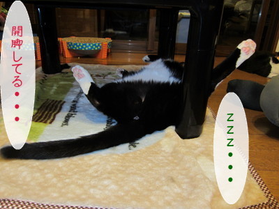 20121217100345_w_400_h_300_5503627.jpg