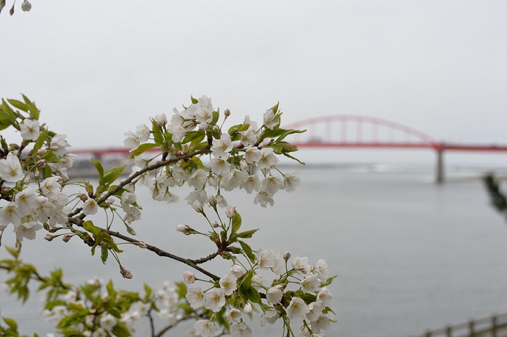 2015.4.10大洗の桜 014.JPG