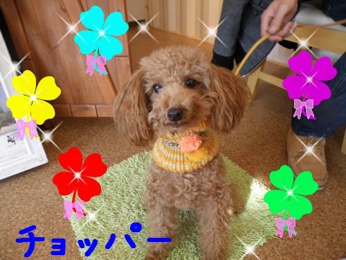 ﾁｮｯﾊﾟｰ.JPG