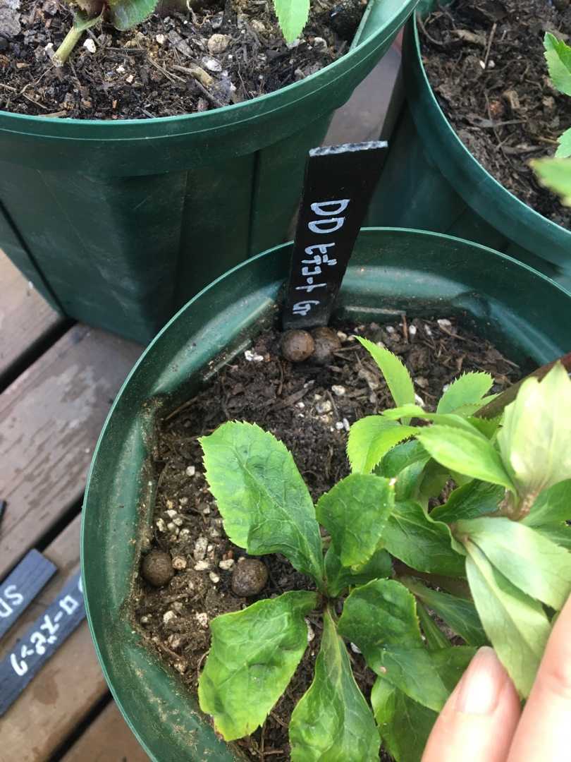 5ページ目の クリスマスローズ Jupiterのシェードガーデン 楽天ブログ