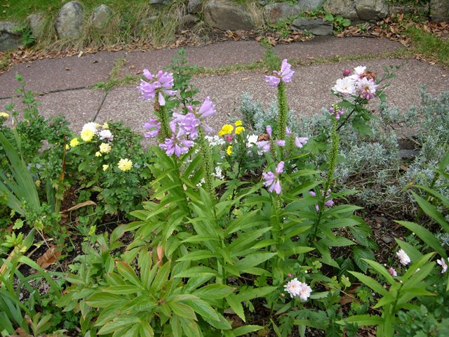 DSCN4209.JPG