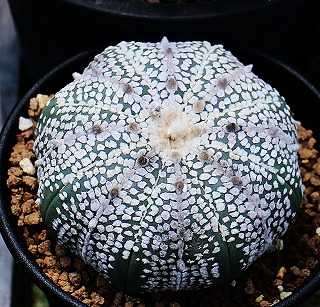 ミラクル兜と兜類の自家産苗ほか | ☆ガマンマの ニク・サボ栽培