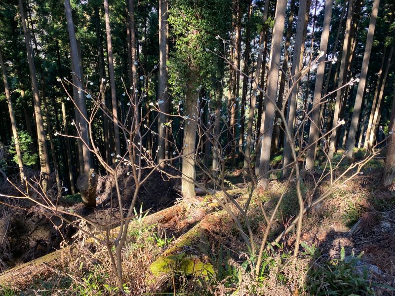 大野山（401m）山梨県身延町（2） | 醍醐山と下部（しもべ）温泉 - 楽天ブログ