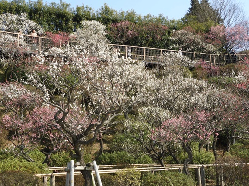 池上梅園