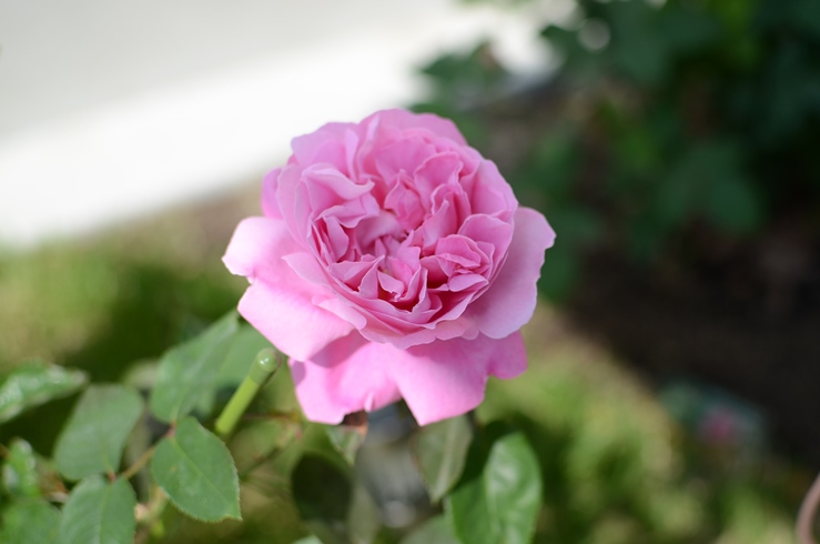 DSC_9599.JPG