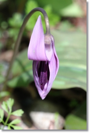 樹木公園-21 カタクリ-8 14.4.2