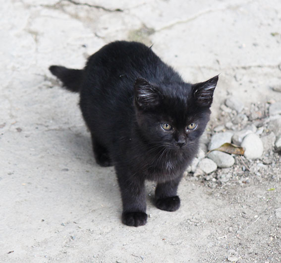 我が家のニャンコ♪2014/11/21-3