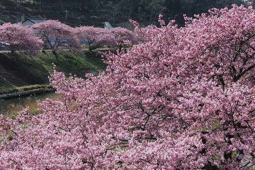 150228_06みなみの桜と菜の花まつり(10%)