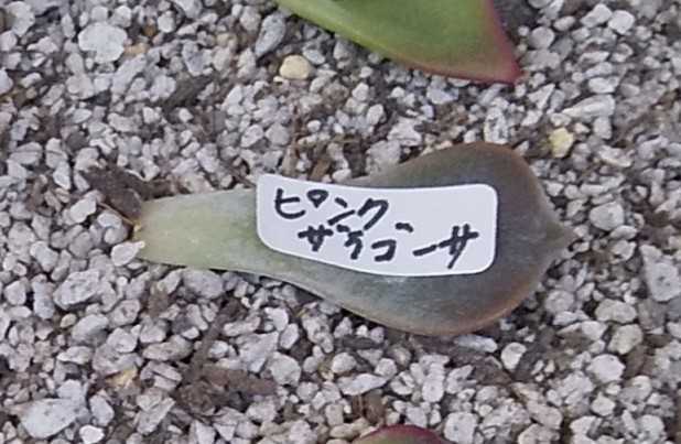 ピンクザラゴーサ 葉挿しの成長記録 | 多肉植物はじめました - 楽天ブログ