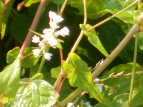 池尻川・ソバの茎