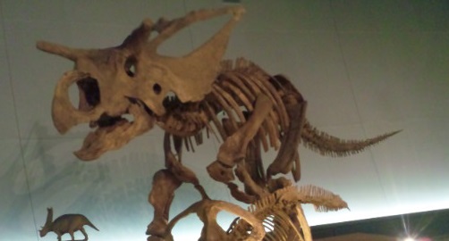 アルバータケラトプス