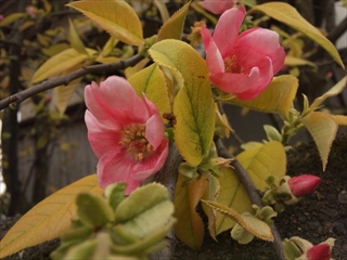 130405_152607_R.jpg