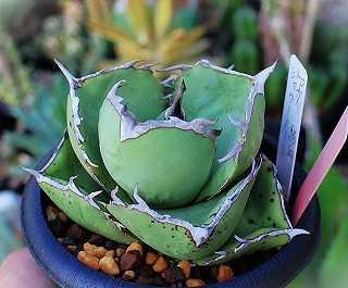 アガベ　サブシンプレックス錦　コンパクトなタイプ　親サイズ アガベ サブシンプレックス錦 コンパクトなタイプ 親サイズ