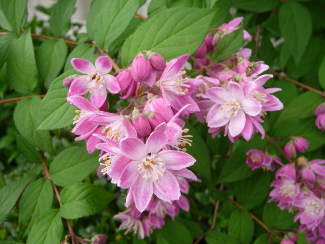 275 桜ウツギ