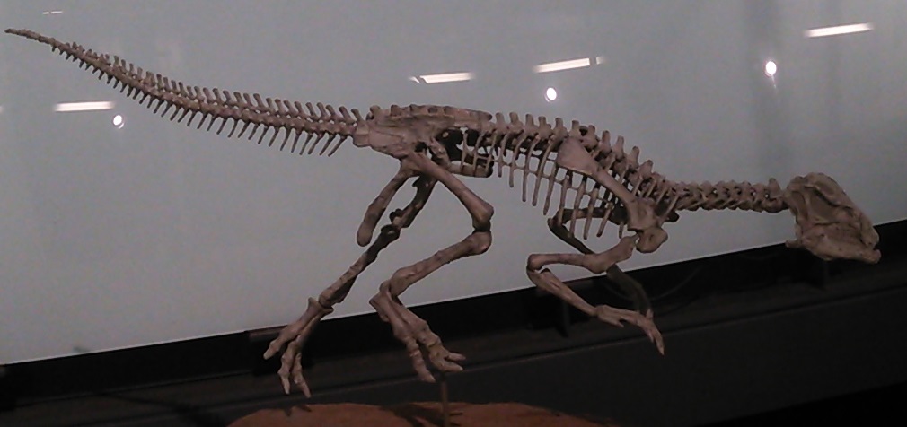 アギリサウルス