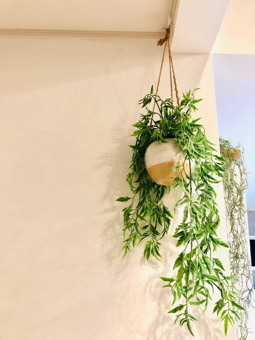ニトリで見つけた見栄え抜群のハンギンググリーン Rice Homeのブログ 楽天ブログ