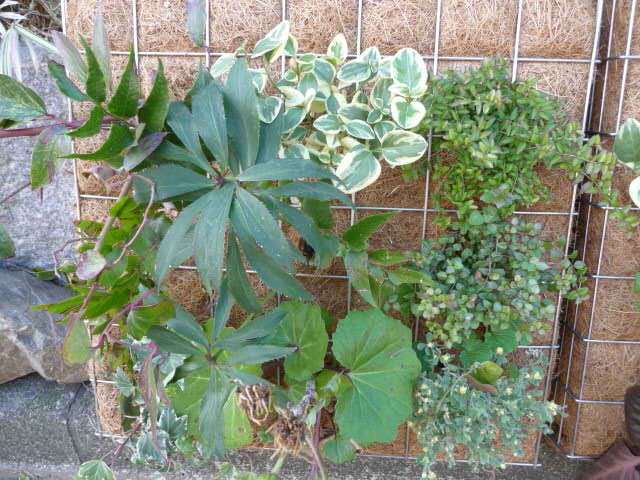 70 寄せ植え