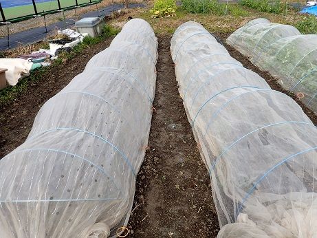 エンドウ摘心摘果 葉山農園 1月下旬 暇人主婦の家庭菜園 楽天ブログ