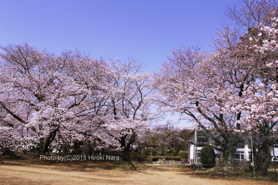 光景　sight0415　桜　サクラ　cherry blossom