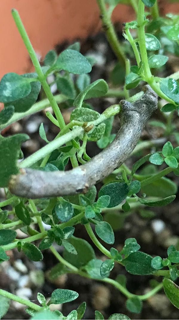 タイムにシャクトリムシ