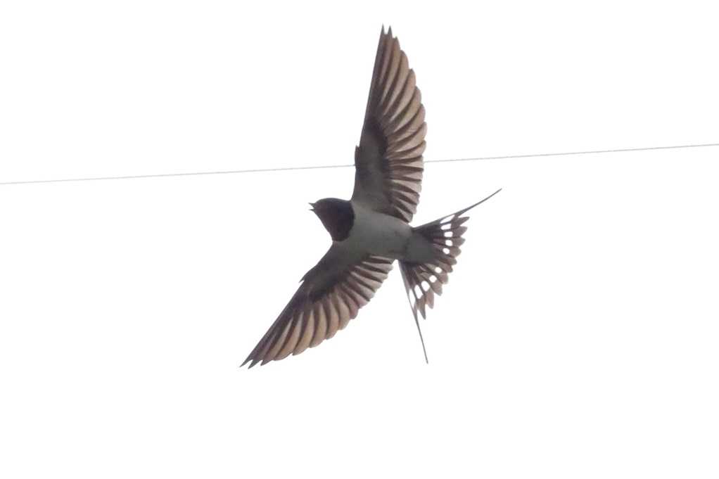515