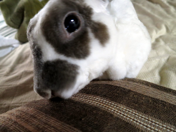 201509ここあ 枕なめ(バニファシルキーレッキスミニ 8才)