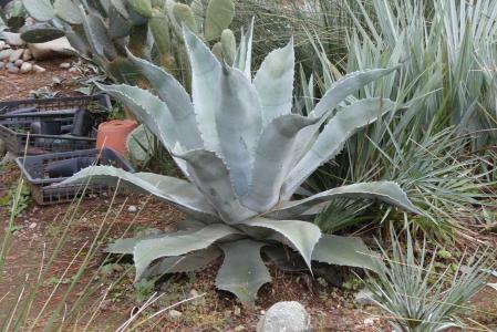 アガベ・プロトアメリカーナ・レモンライム | 小平太1098のブログ