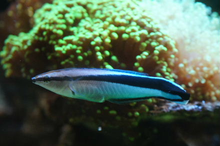 2015_0106魚ﾀﾝｸﾒｲﾄ0008.JPG
