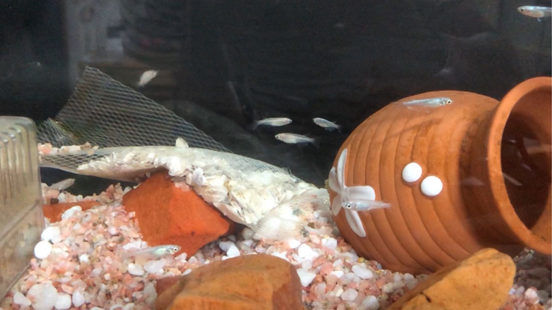 メダカ あめめ O O のブログ 楽天ブログ