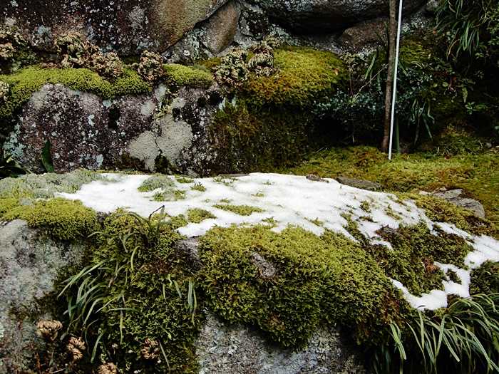 庭の雪1日3