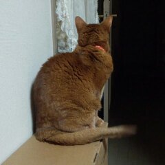 4月6日お父さんを待つラム 001.jpg