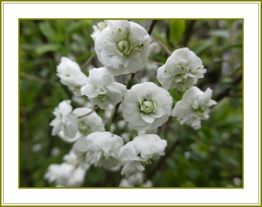 最高の春の 山 野草 白い 花 最高の花の画像