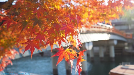 なぜほとんどの出産は夜間に起こるのでしょうか?